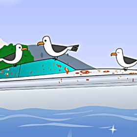 Möwenschutz Standard