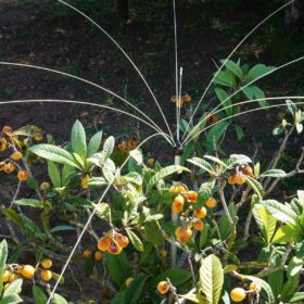 Vogelschutz für Balkon und Garten