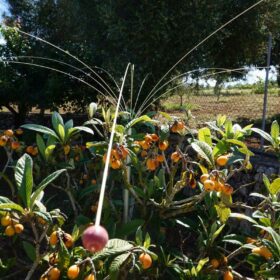 Vogelschutz für Balkon und Garten